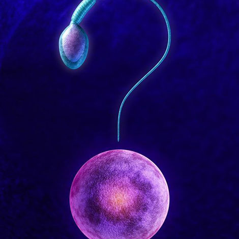 An illustration of a question mark that includes an egg and sperm