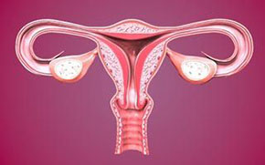 Illustration of female reproductive system